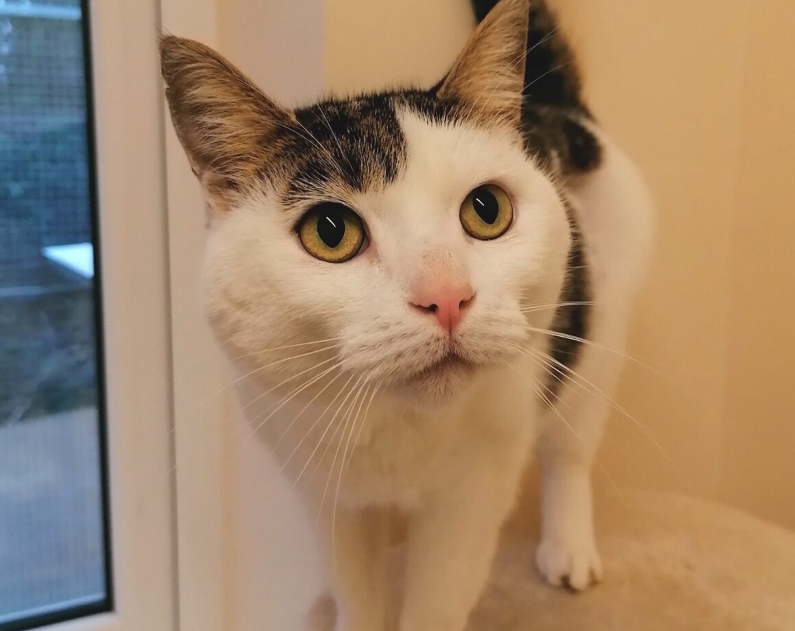 All Cats Mid Antrim Animal Sanctuary