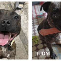 Meet Our Staffi Sisters – Betty and Judy