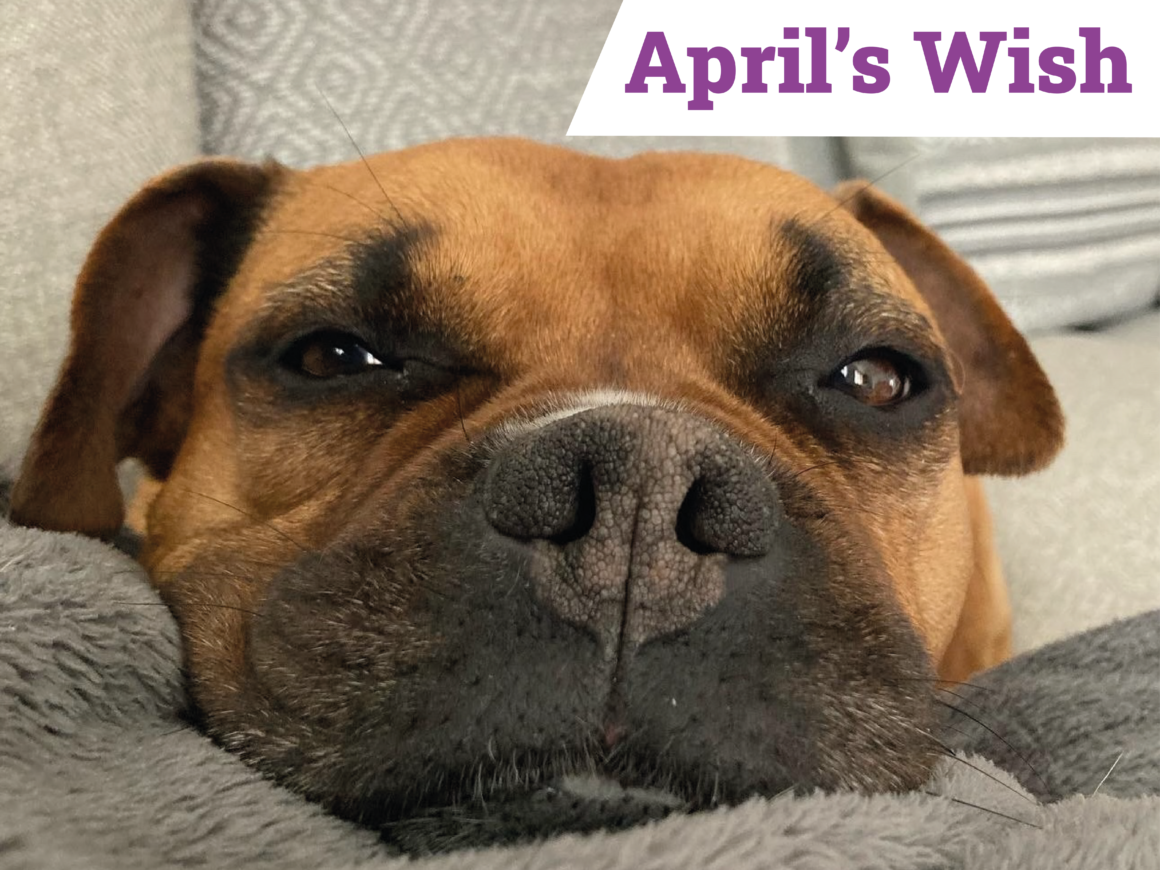 April’s Wish… Helping every dog find – and keep – their forever home ...