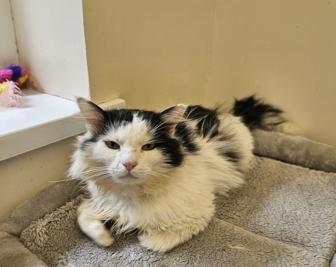 All Cats Mid Antrim Animal Sanctuary