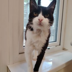 Oscar (Piastri)