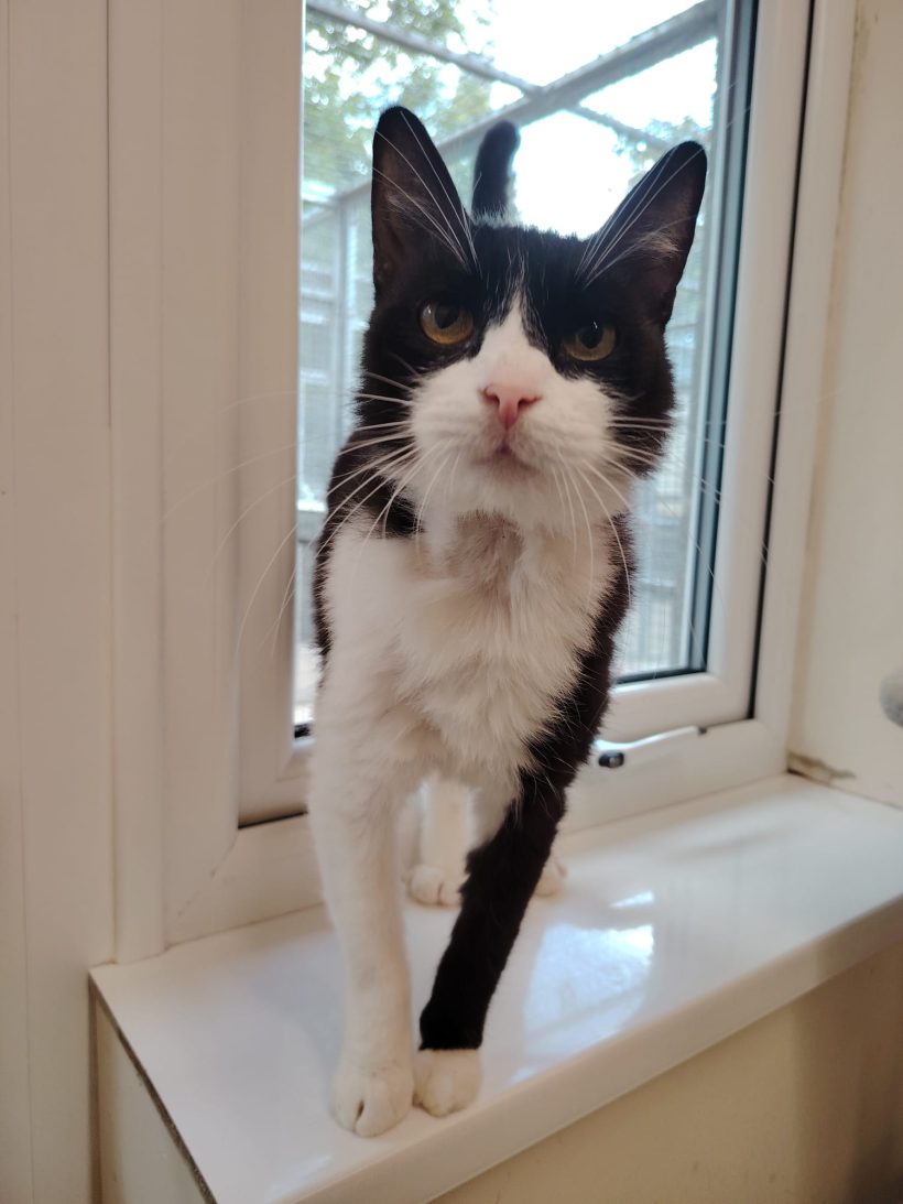 Oscar (Piastri)