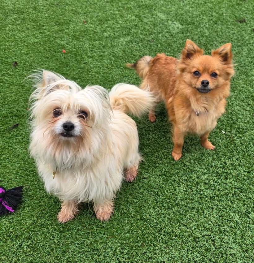 Rizzo and Pip Rizzo and Pip