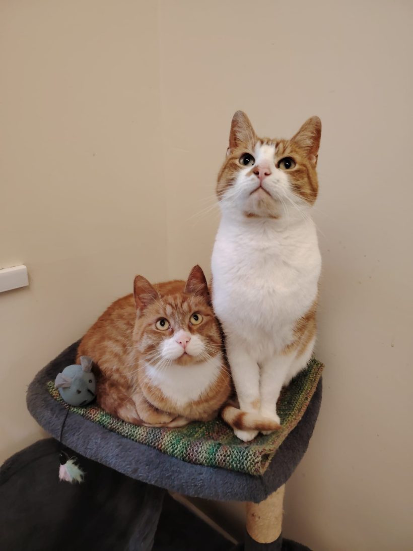 Ginger & Jasper Ginger & Jasper