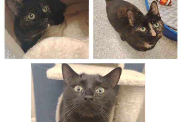 Luna, Lyra & Midnight