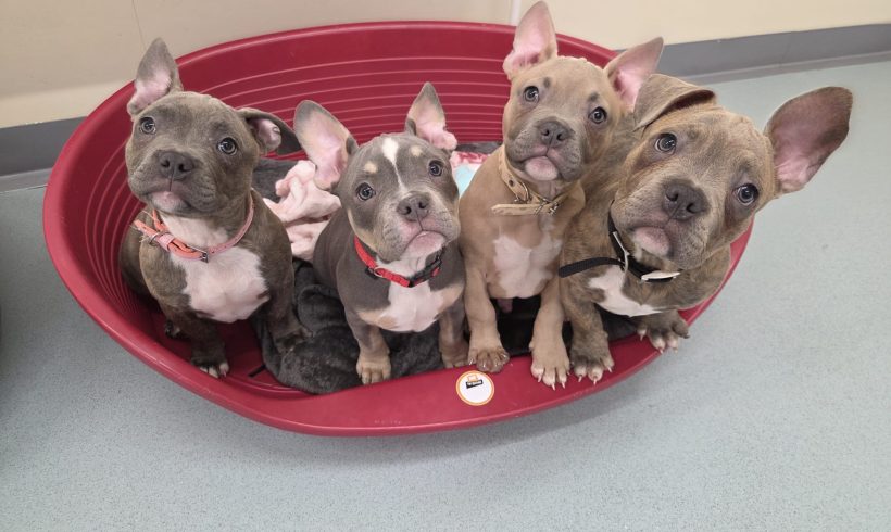 Fudge- Jelly- Custard- Mark