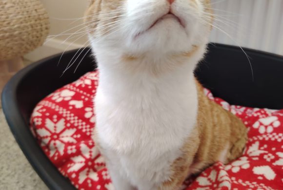 Bobby The Second