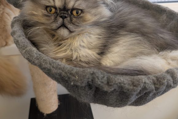 Smokey