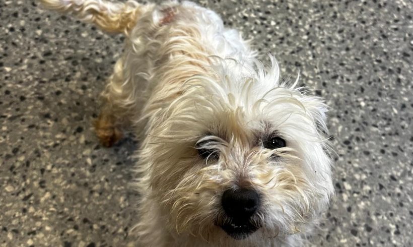 Suzie
