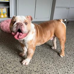 Tank
