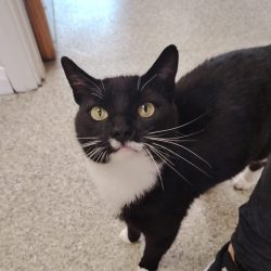 Tux