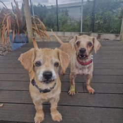 Buddy and Buster