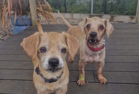 Buddy and Buster