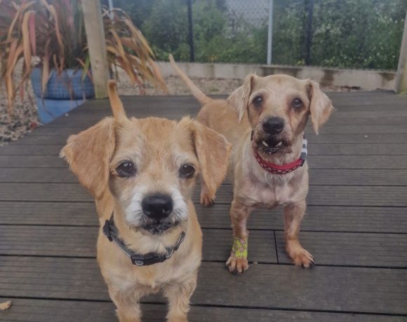 Buddy and Buster