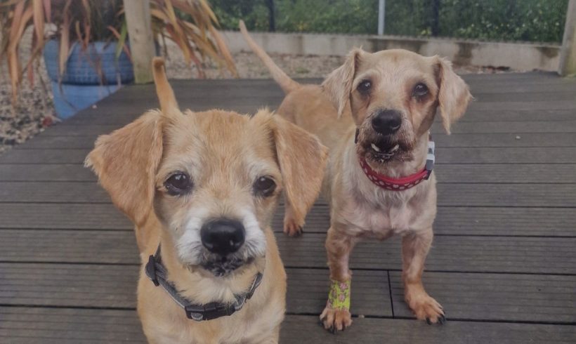 Buddy and Buster