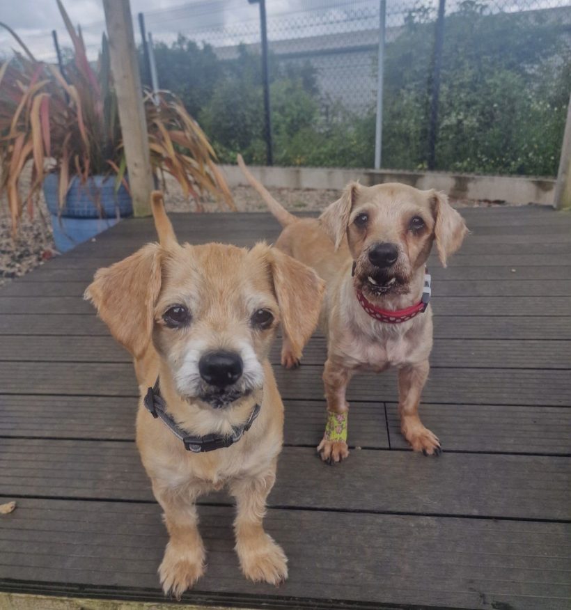 Buddy and Buster