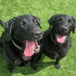 Buzz and Benji