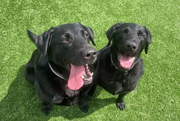 Buzz and Benji