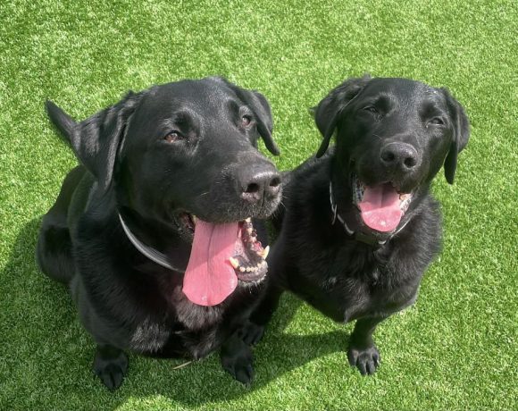 Buzz and Benji