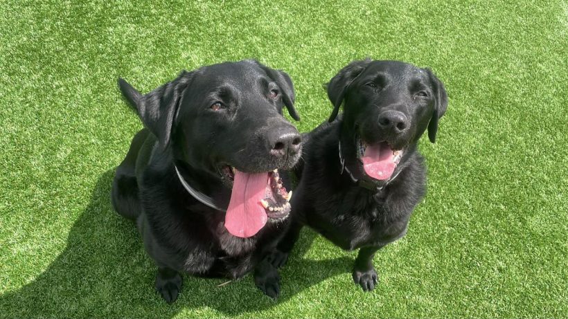 Buzz and Benji