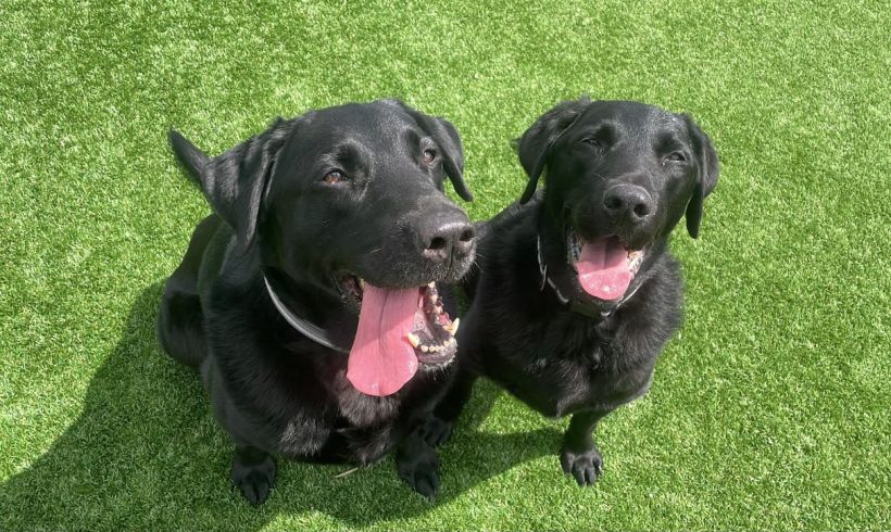 Buzz and Benji
