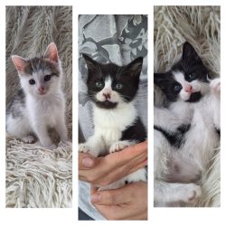 May, Daisy & Lily