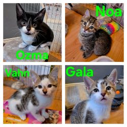 Ozma, Noa, Vahn, Gala
