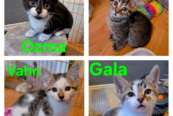 Ozma, Noa, Vahn, Gala