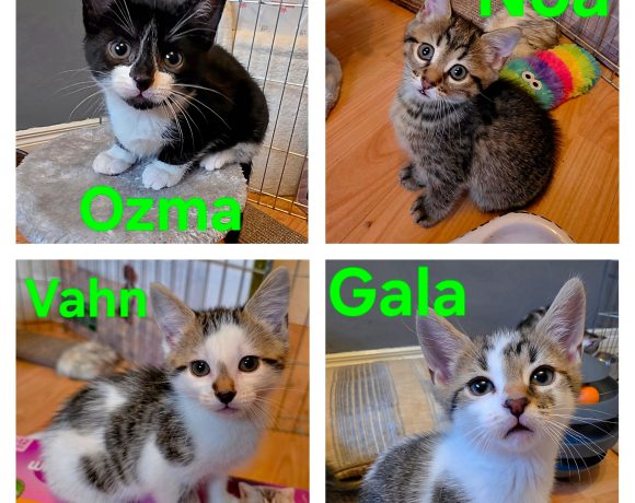 Ozma, Noa, Vahn, Gala
