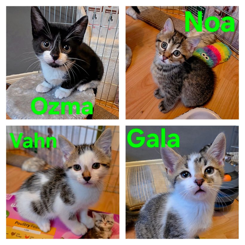 Ozma, Noa, Vahn, Gala Ozma, Noa, Vahn, Gala