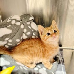 Marmalade