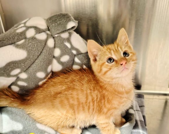 Marmalade