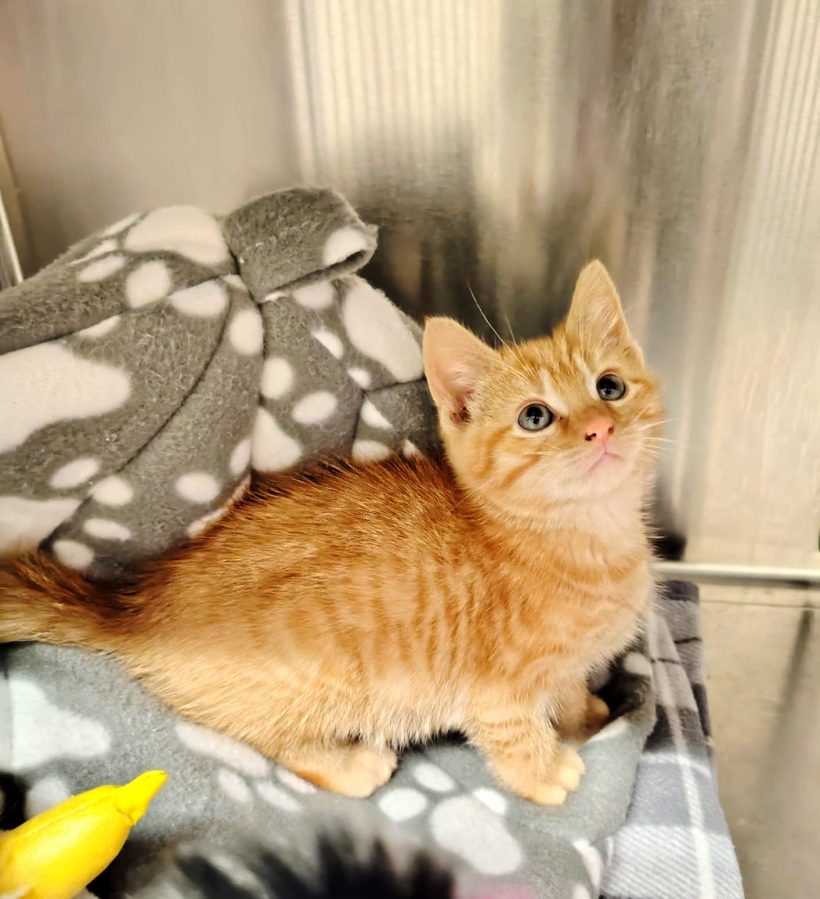 Marmalade Marmalade
