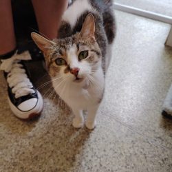 Nova