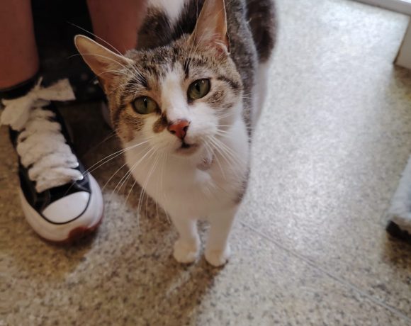 Nova