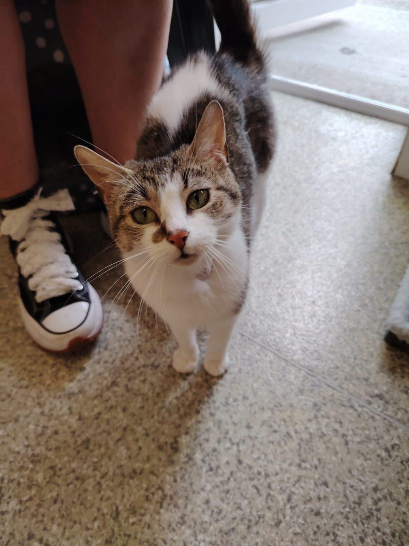 Nova