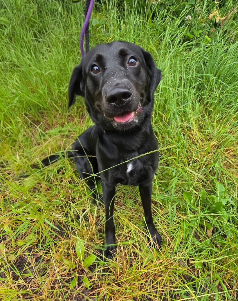 Oreo