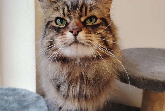 Pepper