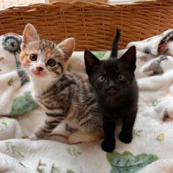 Rose (left) Ebony (right)
