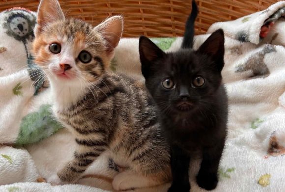 Rose (left) Ebony (right)