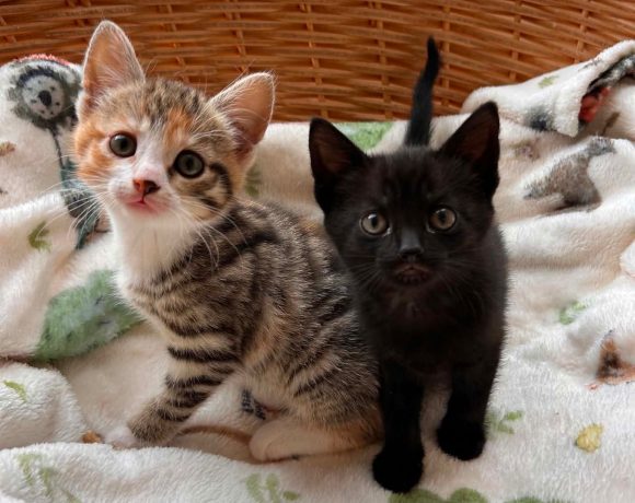Rose (left) Ebony (right)