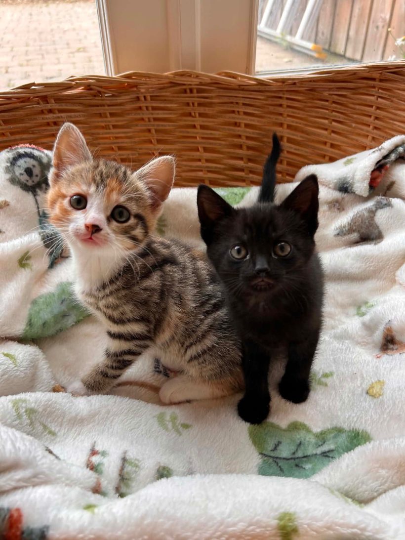 Rose (left) Ebony (right) Rose (left) Ebony (right)