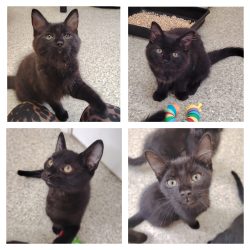 Nova, Wisp, Jax & Indie