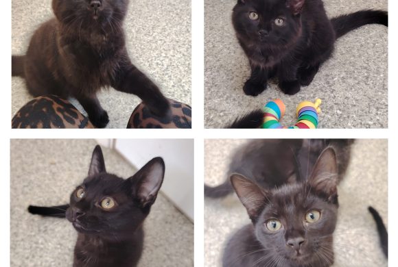 Nova, Wisp, Jax & Indie