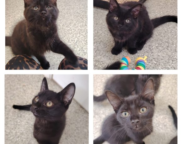 Nova, Wisp, Jax & Indie