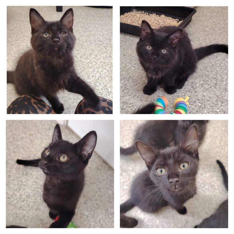 Nova, Wisp, Jax & Indie Nova, Wisp, Jax & Indie