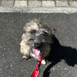 Frankie