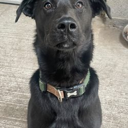 Bodhi