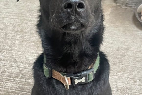 Bodhi