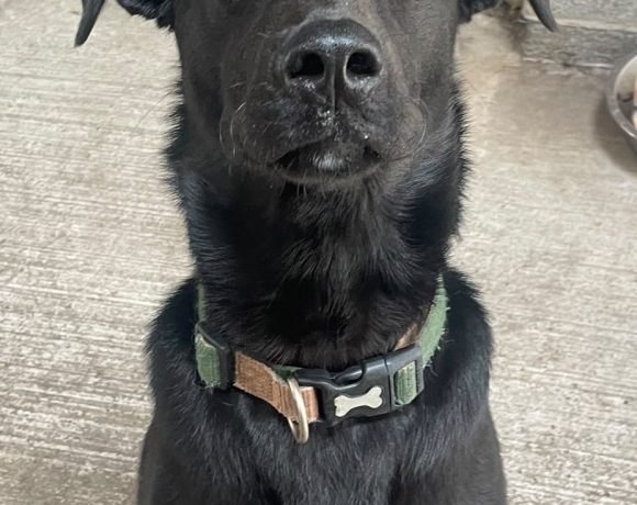 Bodhi